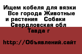 Ищем кобеля для вязки - Все города Животные и растения » Собаки   . Свердловская обл.,Тавда г.